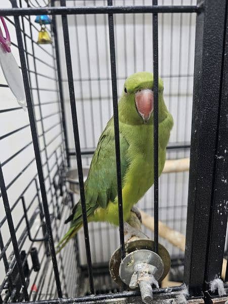 Indian green parrot 3