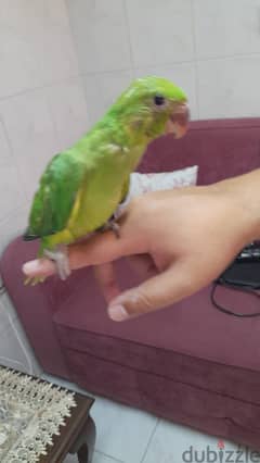 Indian ring neck parrot chick Green Color For Sale Age Around 45 days
