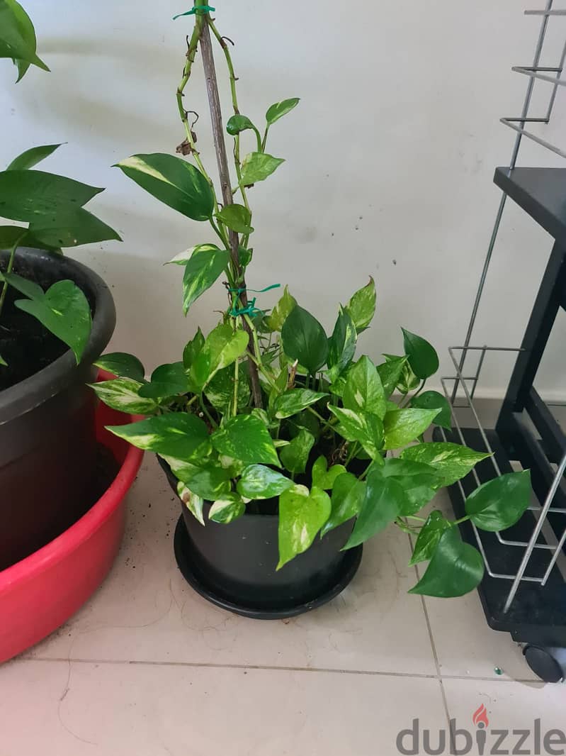 Money Plant and Calamansi Plant 2