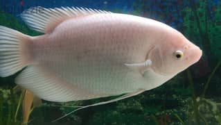 gaint guvrame cleaner fish 0