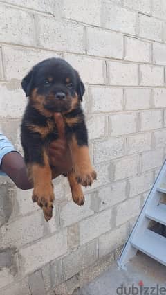 Rottweiler puppies for sale 0