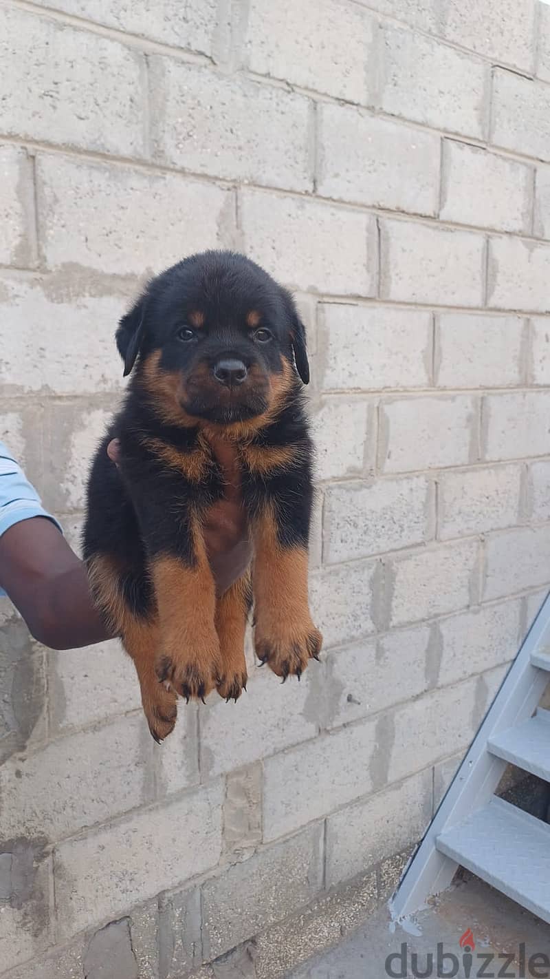 Rottweiler puppies for sale 1