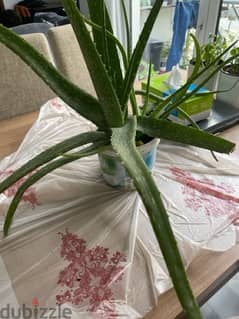 Home grown Aloe vera, Piece lilly