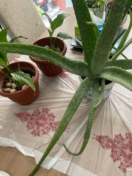 Home grown Aloe vera, Piece lilly 4