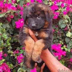 special offer

male and female German sheprd puppies long hair top lev