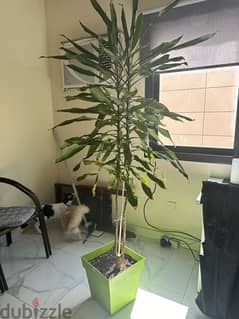 indoor plants 0