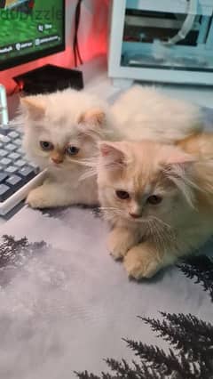 3 kittens for adoption كتنز للتبني