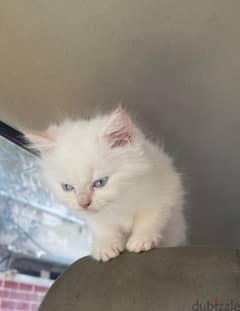 Kitten Shirazi MALE