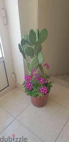 Big Cactus Plants