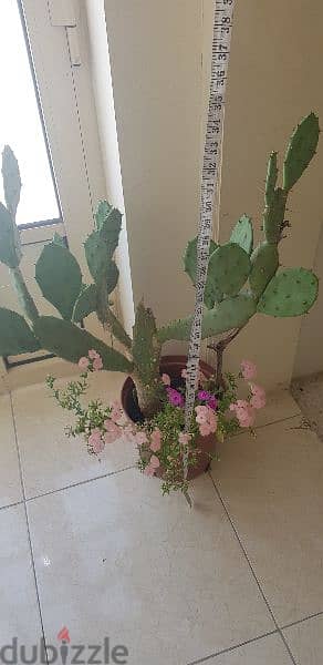 Big Cactus Plant 1