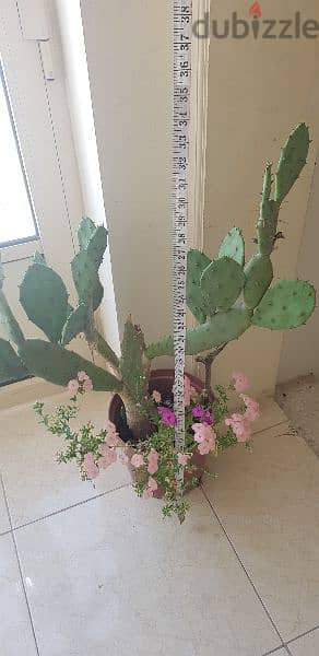 Big Cactus Plant 2