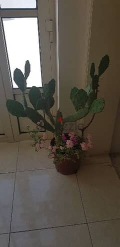 Big Cactus Plant 0