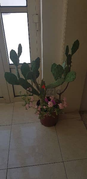 Big Cactus Plant