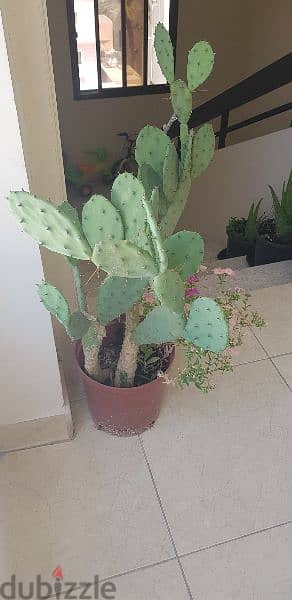 Big Cactus Plant 3