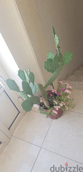 Big Cactus Plant 4