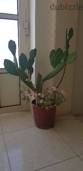 Big Cactus Plant 5