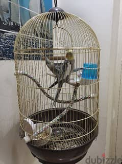 cockatiel with cage 0
