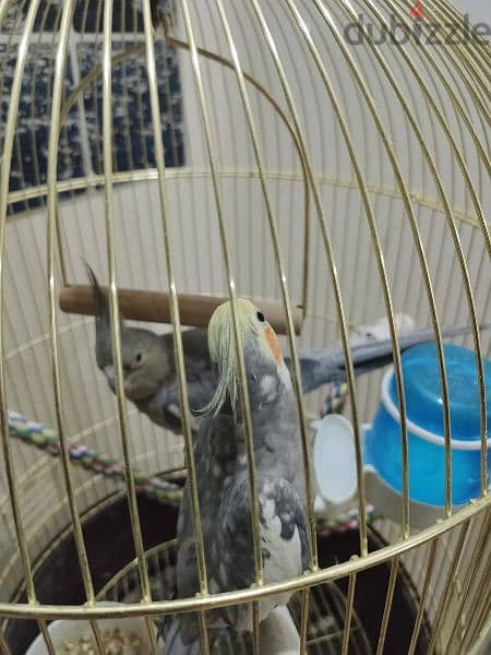 cockatiel with cage 2