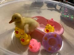 PET DUCK - 3 WEEKS OLD (highly negotiable price)