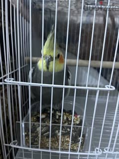 new bird for sale