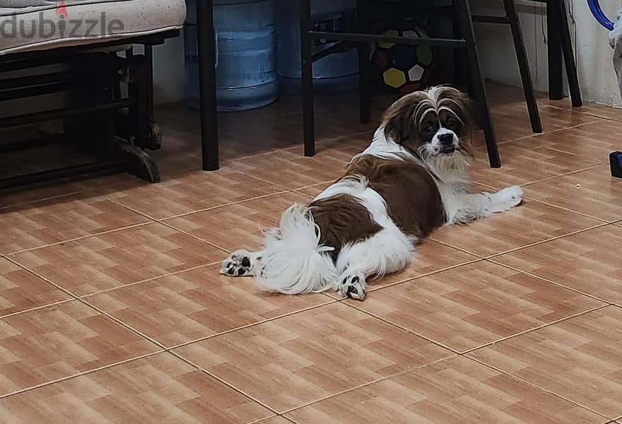 11 months Shih Tzu male (Fully Vaccinated) with kennel. Urgent sale 1
