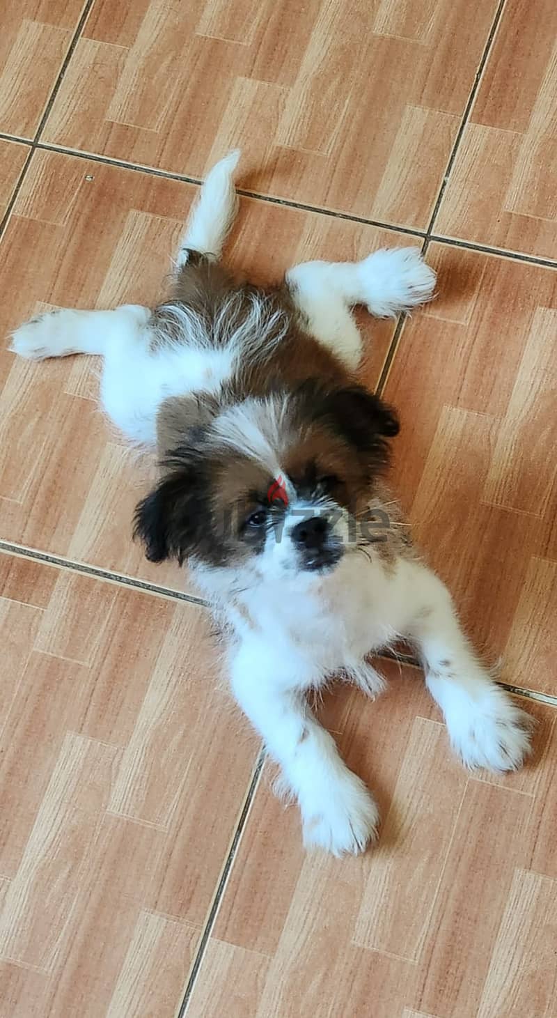 11 months Shih Tzu male (Fully Vaccinated) with kennel. Urgent sale 2