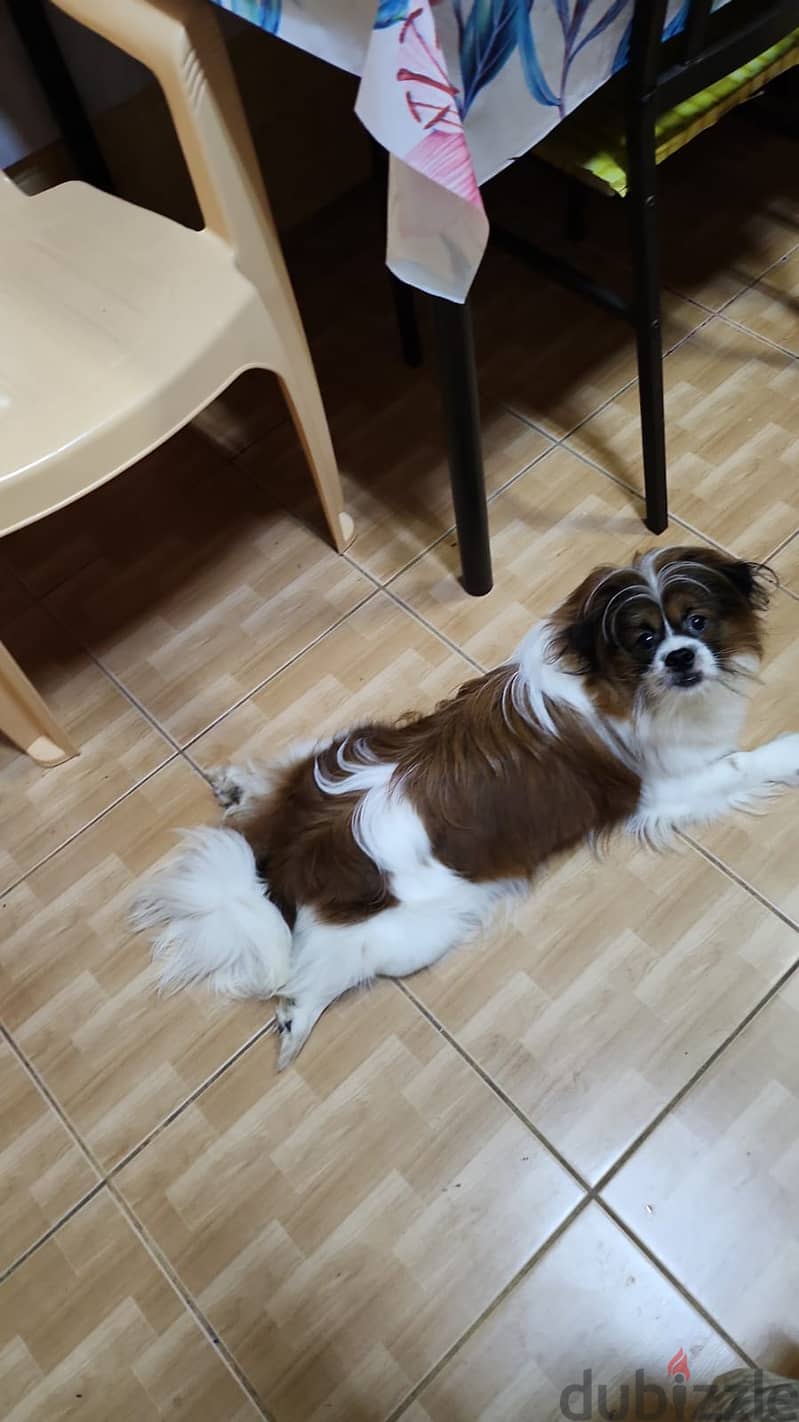 11 months Shih Tzu male (Fully Vaccinated) with kennel. Urgent sale 3