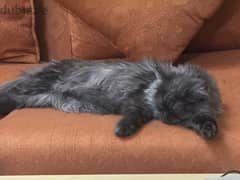 grey long hair cat