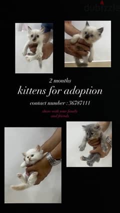 beautiful kittens for adoption