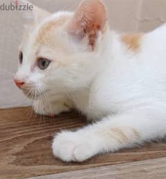 Beautiful kitten