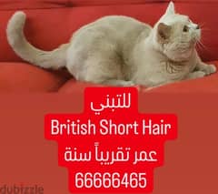British Short Hair Adoption