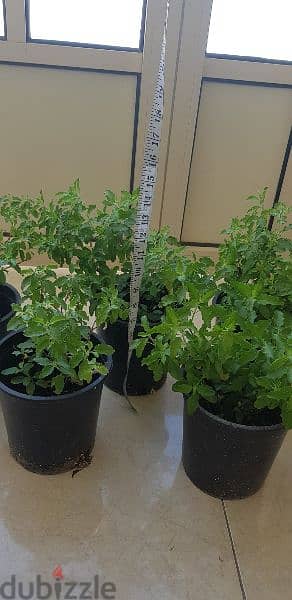 Tulsi plants
