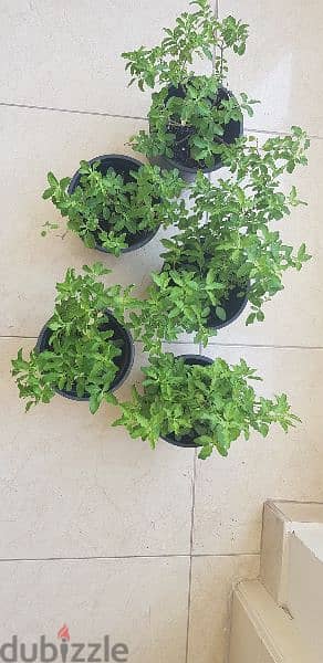 Tulsi plants 1