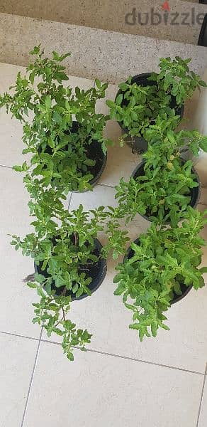 Tulsi plants 2