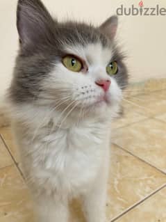Beatiful female percian Cat for Free Adoption - 36993632