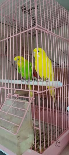 budgies birds for sale breeding pair