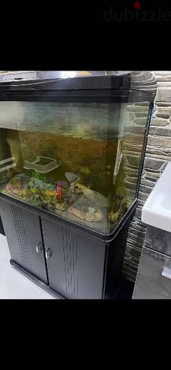 fish aquarium 0