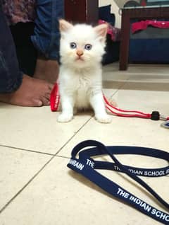 Siberian breed cat 2 months old