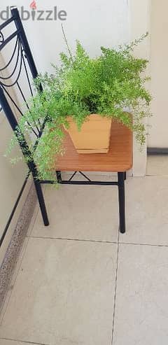 Decorative Plant 0