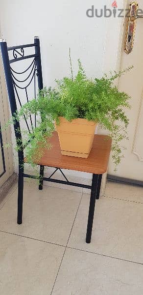 Decorative Plant 1