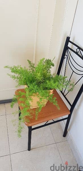 Decorative Plant 2