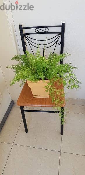 Decorative Plant 4