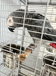 كاسيكو grey african parrot