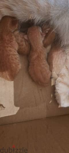 small kittens for sale one day old 0