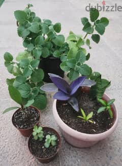 Outdoor plants / Garden plants