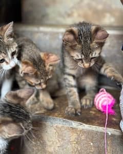 اربع قطط للتبني رقم التواصل ٣٨٨٧٤٣٤٢