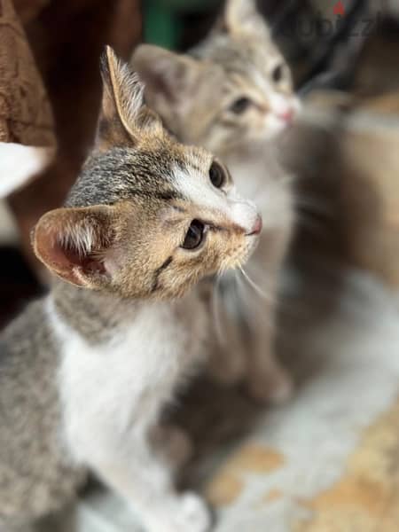 اربع قطط للتبني رقم التواصل ٣٨٨٧٤٣٤٢ 4