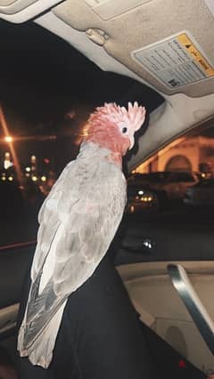 TALKING GALAH COCKATOO for sale 8months old