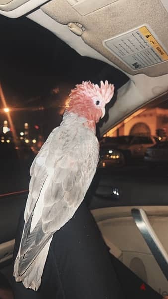 TALKING GALAH COCKATOO for sale 8months old 3