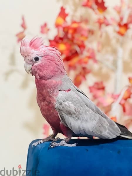TALKING GALAH COCKATOO for sale 8months old 1
